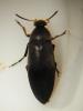 Anaspis frontalis
